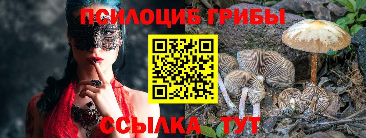 Кингисепп  Псилоцибиновые грибы Cubensis  Вход с VPN 